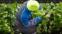 Britain’s seasonal worker scheme leaves many migrants in debt, research finds