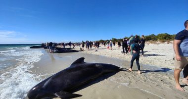 Dozens of whales stranded on beach in Australia | Wildlife