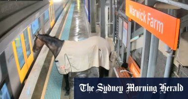 Escaped racehorse shocks commuters at Sydney train platform