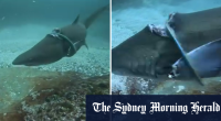 Grey nurse shark filmed trapped in plastic ring