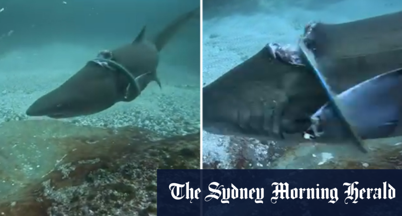 Grey nurse shark filmed trapped in plastic ring