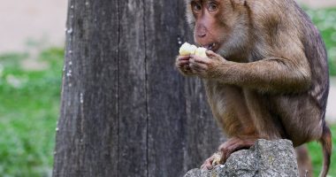 Hong Kong’s first monkey virus case – what do we know about the B virus? | Health News