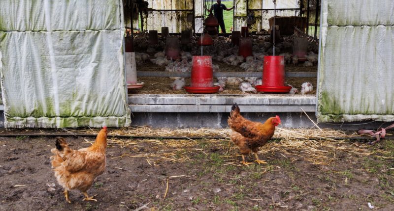 To Curb Bird Flu, Taxpayers Pay Millions to Kill Poultry. Is It Needed?