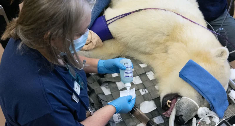 WA polar bear cub Laerke receives encouraging results at annual physical exam