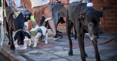 Why scores of dogs will honour a Great Dane in Cape Town this weekend | News