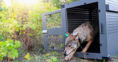 Wolf population on remote island on Lake Superior remain stable while moose numbers decline
