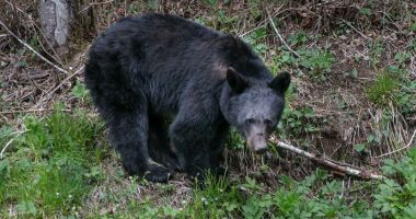 Black bear swipes at hiker in Colorado resort town