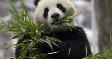 China to send two giant pandas to Washington, DC, zoo | News