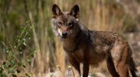 Europe’s political divide over the return of wolves