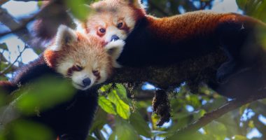 How India is racing against time to save the endangered red panda | Al Jazeera