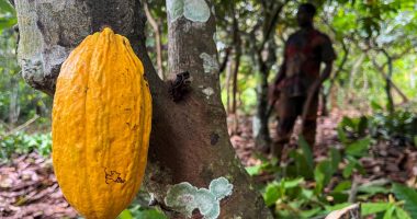 Ivorian cocoa farmers ‘barely survive’ while chocolate company profits soar | Agriculture