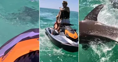 'Aggressive' shark caught on video ramming into jet skiers off Florida Panhandle