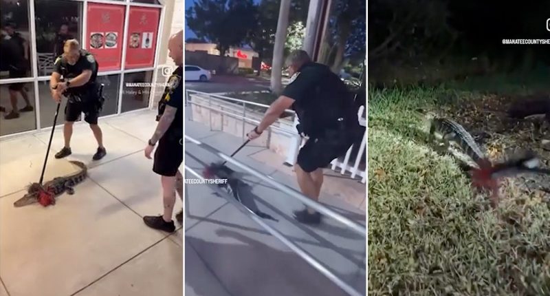 Deputy uses broom to sweep away alligator
