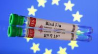 EU secures 40mn doses of bird flu vaccine as cases rise