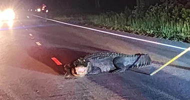 Giant alligator lunging at cars in NC road shooed away after firefighters take clever approach