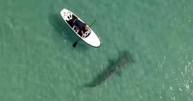 Hammerhead shark spotted shockingly nearby paddleboarders in Florida