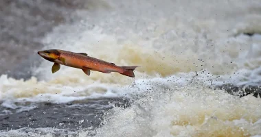 Michigan kills 31,000 salmon after they contracted disease at hatchery