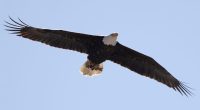 NJ proposes bald eagle's removal from endangered species list after big rebound
