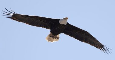 NJ proposes bald eagle's removal from endangered species list after big rebound