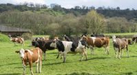 Scarcity of organic cows puts pressure on UK milk supplies, warn experts