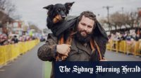 The Victorian town where working dog breed reigns supreme
