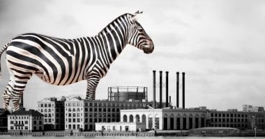 What zebras can teach us about international trade