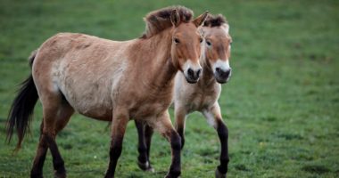 Wild Przewalski’s horses return to Kazakhstan after 200 years | Wildlife News
