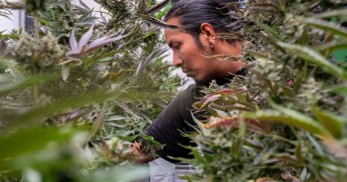 ‘Sovereign flex’: How a tribe defied a US state with a cannabis superstore | Indigenous Rights News