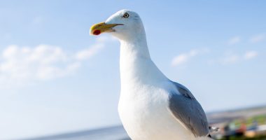 New Jersey man who ripped head off of seagull at pier sparks outrage online: 'Horrible man'