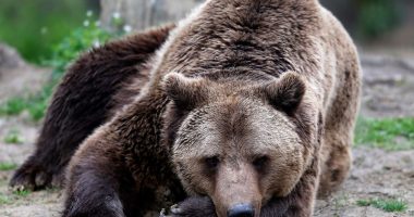 Romania to cull 500 bears to curb overpopulation after deadly attack | Wildlife News